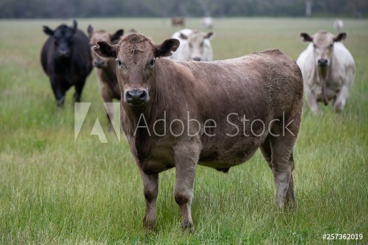 Picture of Angus Cattle grazing in Austrlia